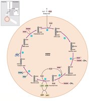 Krebs cycle diagram