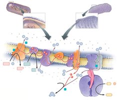 Electron transport chain in mitochondria and bacteria