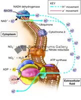 Anaerobic electron transport chain