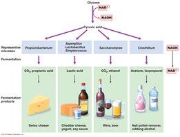 Fermentation products and representative microbes