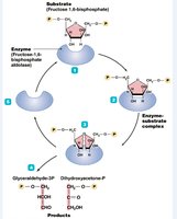 Enzyme-substrate complex formation