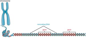 Diagram of chromosome, genes, and noncoding DNA