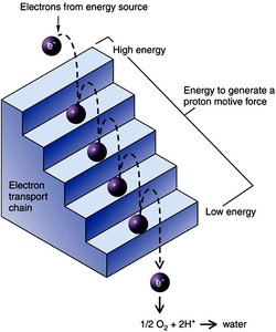 Electron transport chain: principle of operation