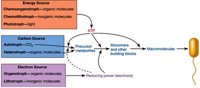 Diagram showing integration of energy, electron, and carbon sources in microbial metabolism