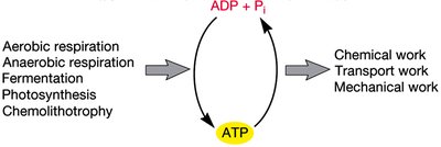 ATP cycle: generation and utilization