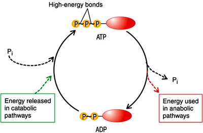 ATP cycle with high-energy bonds