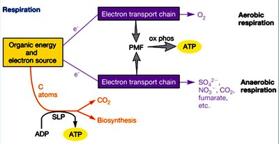 Respiration: electron transport chain and ATP generation