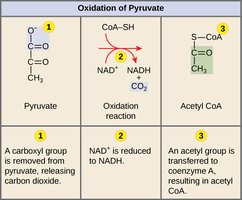 Oxidation of pyruvate to acetyl-CoA