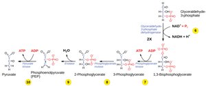 Glycolysis payoff phase reactions