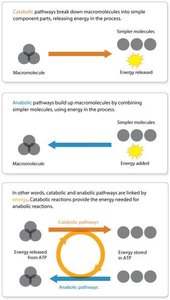 Diagram of catabolic and anabolic pathways and their energy flow
