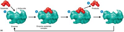 Steps in enzyme-catalyzed reaction