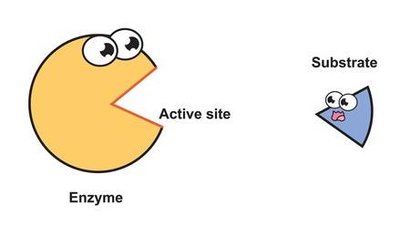 Enzyme-substrate complex formation