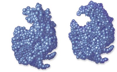 Enzyme and substrate cartoon