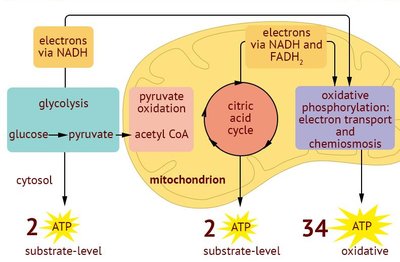 Active and denatured protein structure