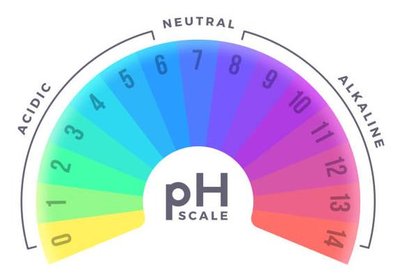 Optimal temperature for enzymes