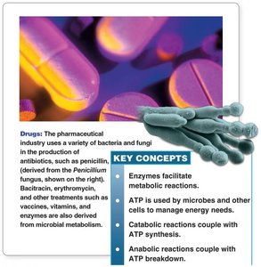 Microbial metabolism in industrial and pharmaceutical applications