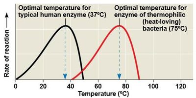 Optimal pH for enzymes
