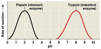 Substrate concentration and enzyme activity