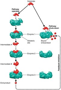 Feedback inhibition in a metabolic pathway
