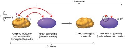NAD+ and NADH in redox reactions
