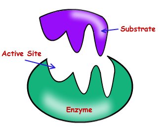 Enzyme active site and substrate
