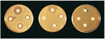 Disk-diffusion method showing zones of inhibition