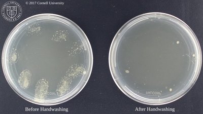 Petri dish comparison before and after handwashing