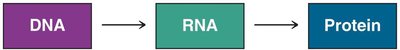 Central dogma: DNA to RNA to protein