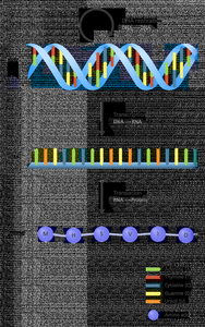 DNA transcription and translation overview