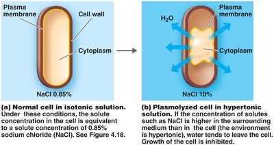 Plasmolysis in hypertonic solution