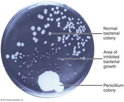 Petri dish showing Penicillium inhibiting bacterial growth