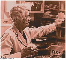 Rebecca Lancefield, immunology pioneer