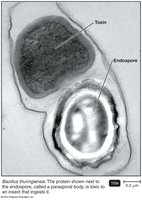 TEM image of Bacillus thuringiensis endospore and toxin