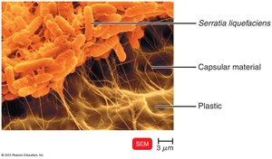 SEM image of biofilm on plastic
