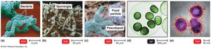 Major types of microorganisms: bacteria, fungi, protozoa, algae, viruses