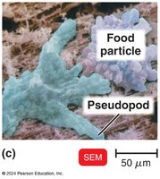 SEM image of protozoan with pseudopod