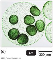 LM image of algae