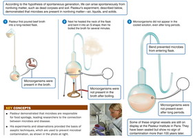 Pasteur's S-shaped flask experiment disproving spontaneous generation