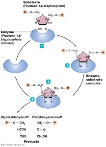 Steps in enzymatic activity
