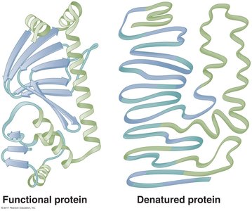 Diagram comparing functional and denatured protein structures