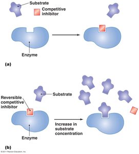 Diagram of competitive inhibition of enzyme activity