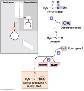 Diagram of acetyl-CoA formation from pyruvic acid