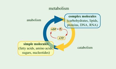 Diagram of metabolism showing the relationship between catabolism, anabolism, ATP, and ADP