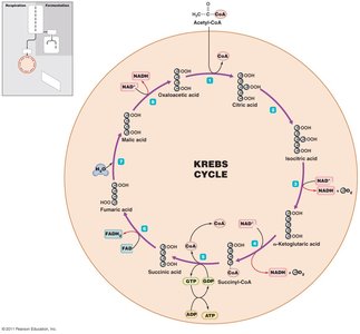 Diagram of the Krebs cycle