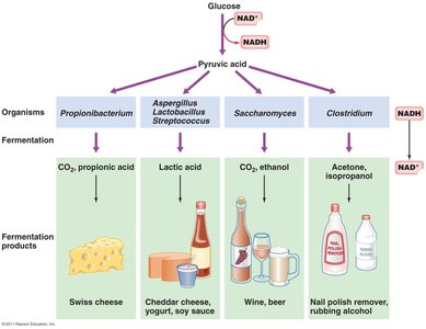 Table of fermentation products and the organisms that produce them