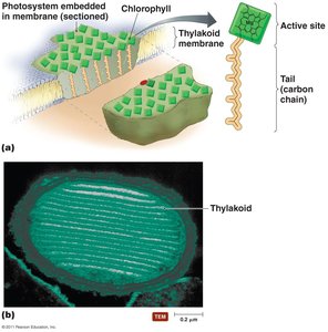 Photosynthetic structures in a prokaryote