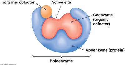 Diagram of enzyme structure showing apoenzyme, coenzyme, and holoenzyme