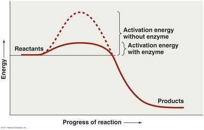 Graph showing the effect of enzymes on activation energy