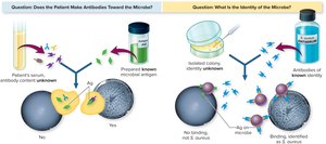 Principles of serological testing