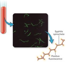 Direct fluorescence antigen test